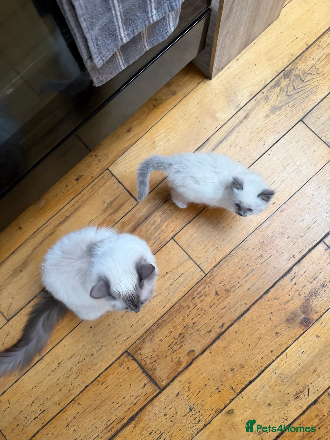 Ragdoll cats for sale: Beautiful Cuddly Purebred Kittens in Great Yarmouth - Advert 10