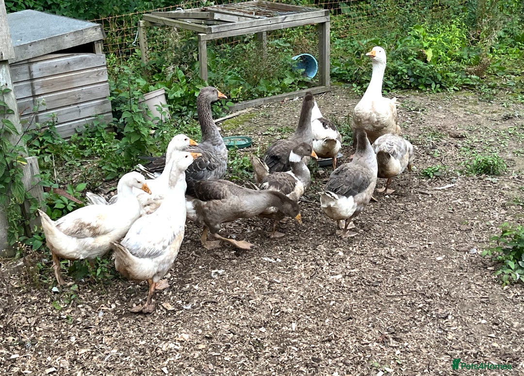 Geese poultry for sale: Embden X Toulouse Goslings  - Image 3