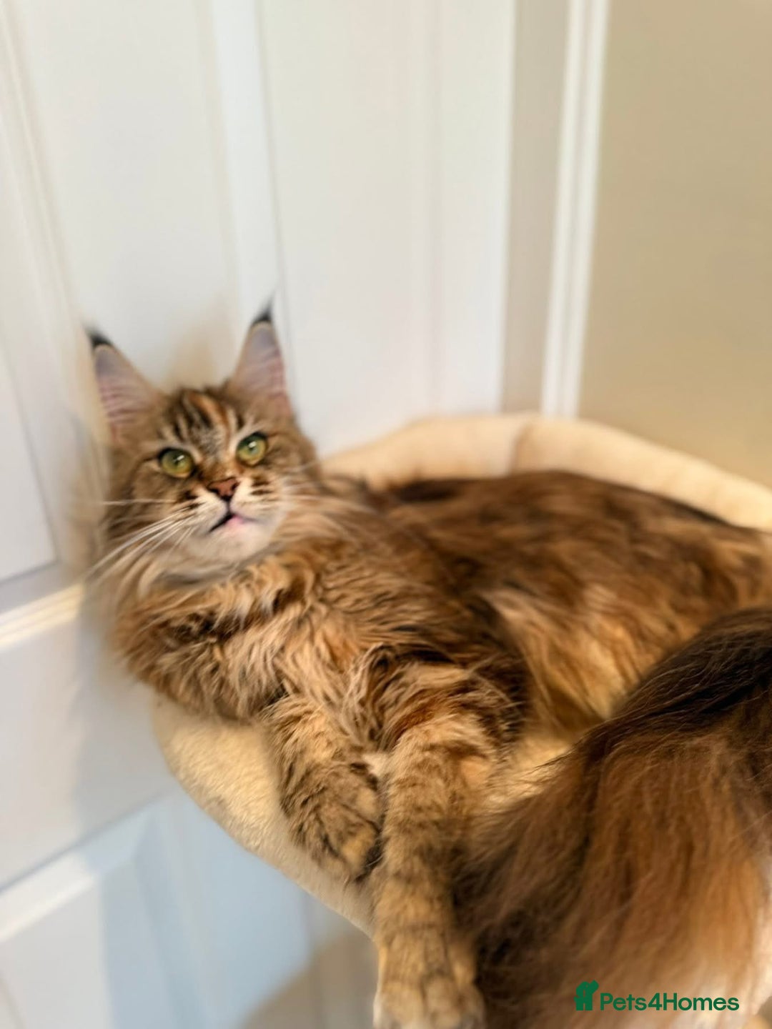 Maine Coon cats for sale: Beautiful retired girls  - Image 5