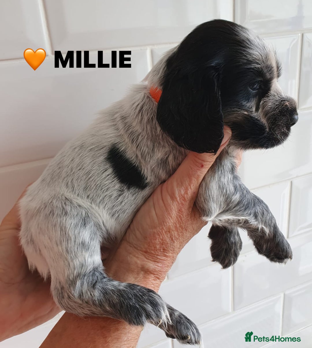 Cocker Spaniel dogs for sale: Stunning Blue/Liver Roan Cocker Spaniels Puppies  - Image 20