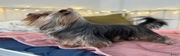 Yorkshire Terrier dogs for sale: Cute yorki Girl  - Advert 5