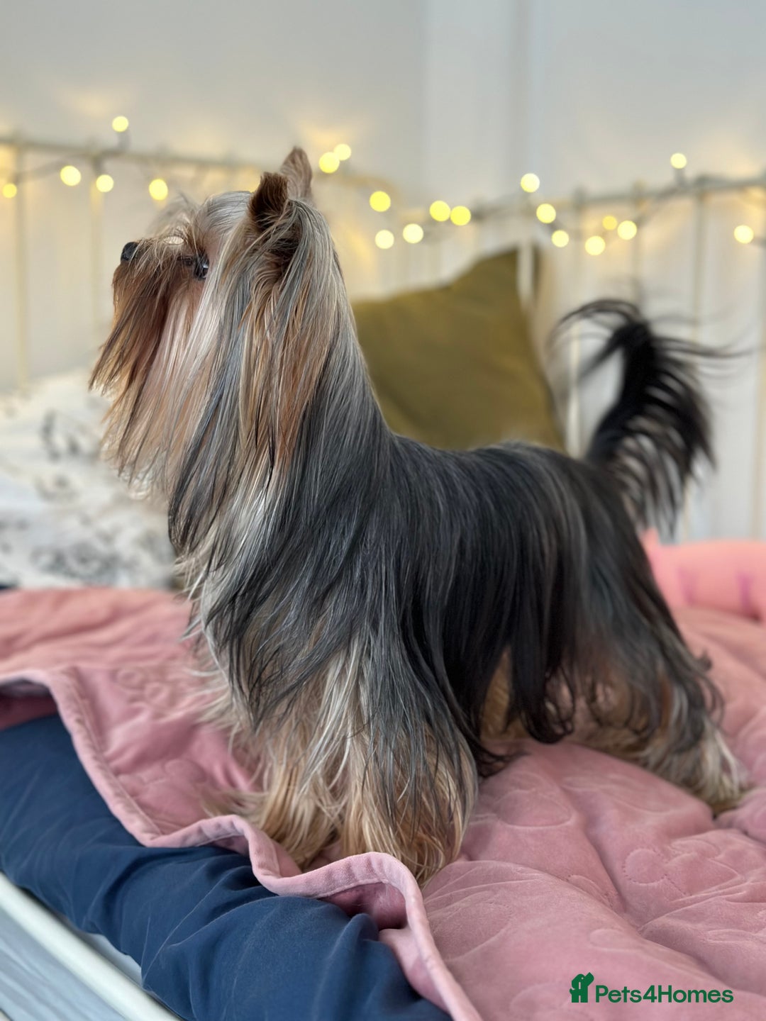 Yorkshire Terrier dogs for sale: Cute yorki Girl  - Advert 5