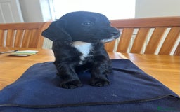 Cocker Spaniel dogs for sale: Adorable cocker spaniel puppies  - Image 23