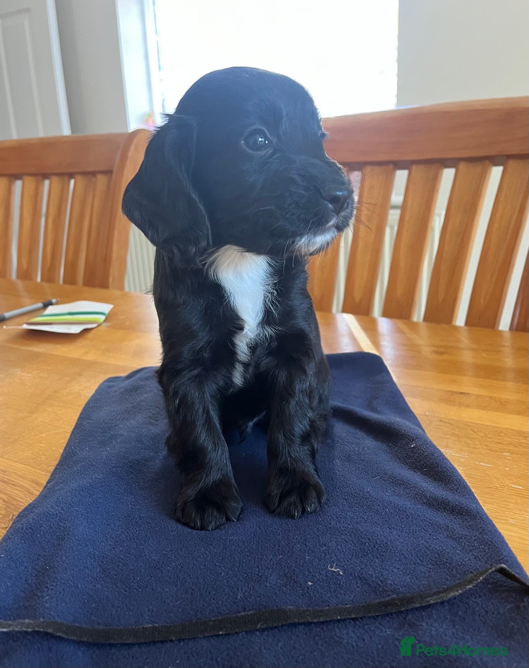 Cocker Spaniel dogs for sale: Adorable cocker spaniel puppies  - Image 23