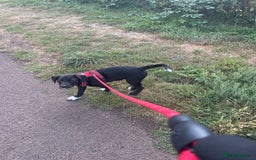 Borador dogs for sale: Labrador/border collie boy - Image 2