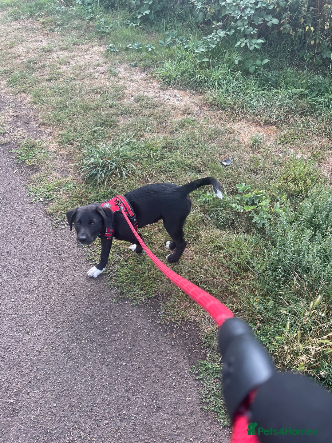 Borador dogs for sale: Labrador/border collie boy - Image 2