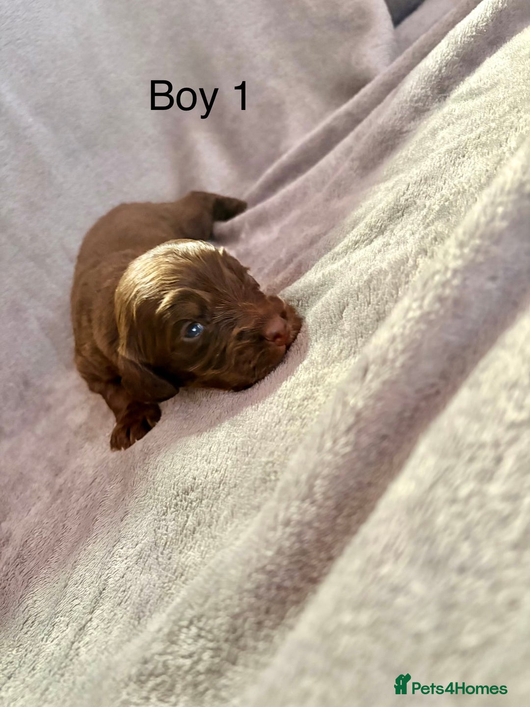 Cockapoo dogs for sale: Cockerpoos F1B - Advert 1