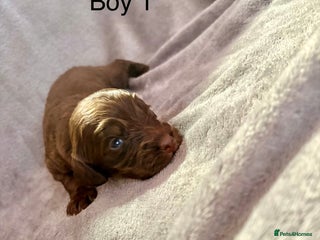 Cockapoo dogs Cockerpoos F1B - Advert 1