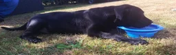 Cane Corso dogs for sale: Cane Corso Puppies - Advert 8