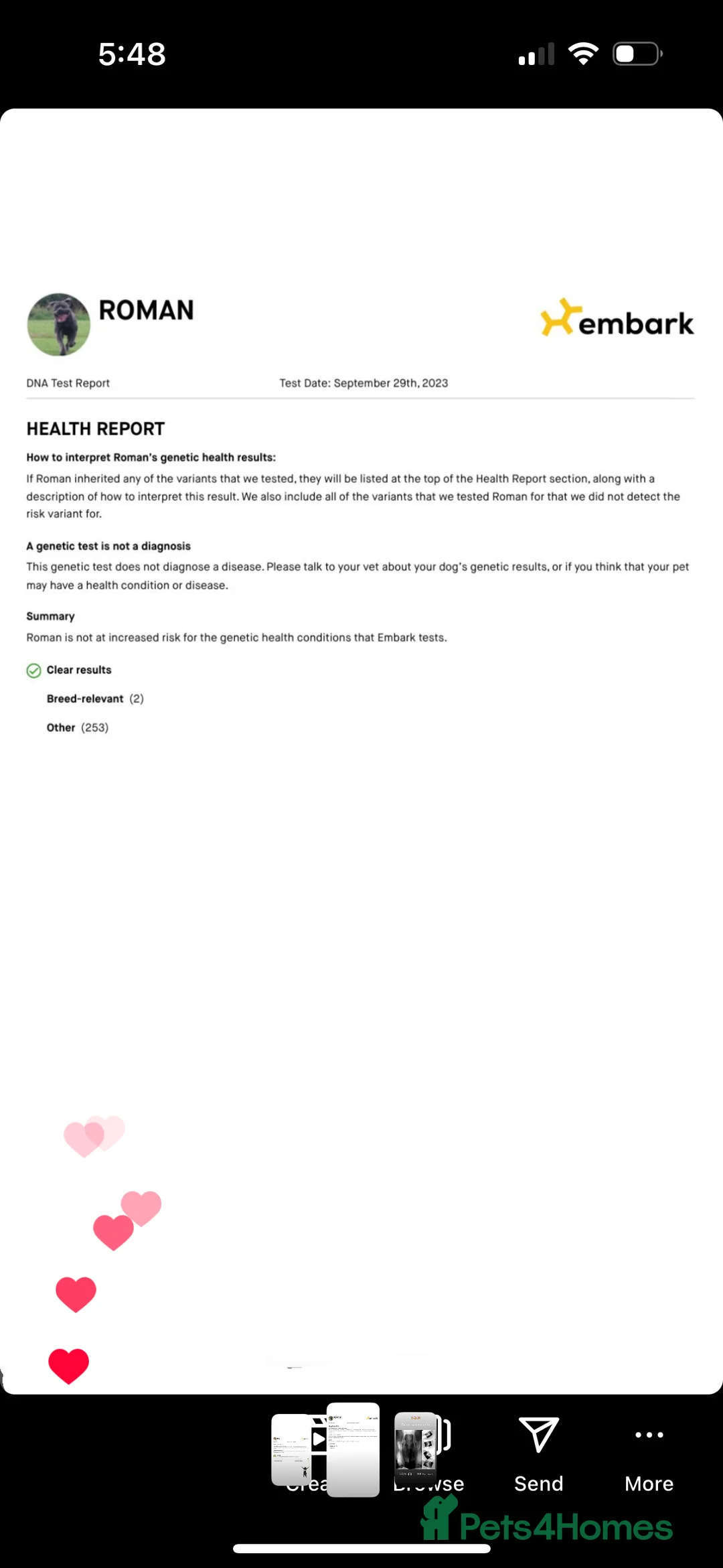 Boerboel dogs for stud: Imperial Health Tested & Champion Stud in Eastleigh - Advert 23