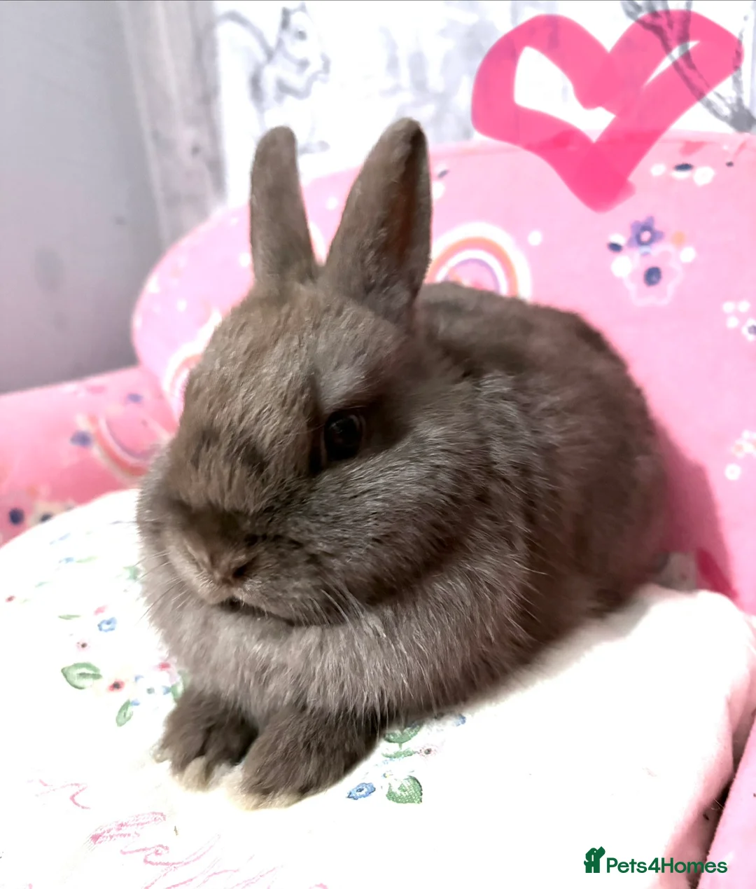 Netherland Dwarf rabbits for sale: 2 beautiful chocolate coloured netherland dwarfs - Advert 6