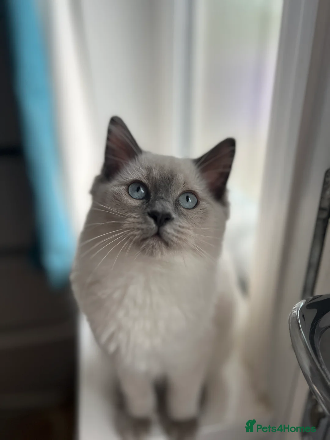 Ragdoll cats for sale: Must go together - 2 best friend female cats - Advert 13