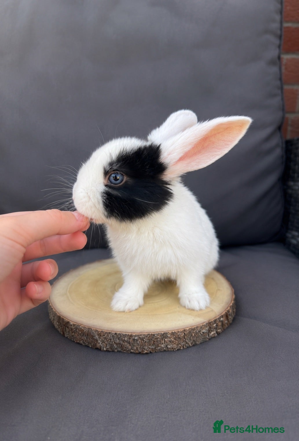 Mini Lop rabbits Gorgeous mini lop girl - Ready to leave now - Advert 2