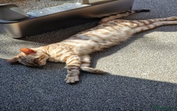 Bengal cats for sale: Pure Bengal to a loving home - Image 1