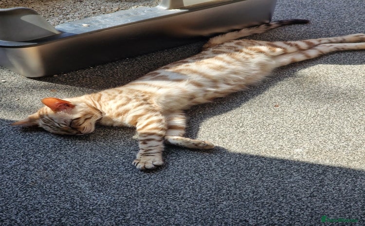 Bengal cats - Advert 9