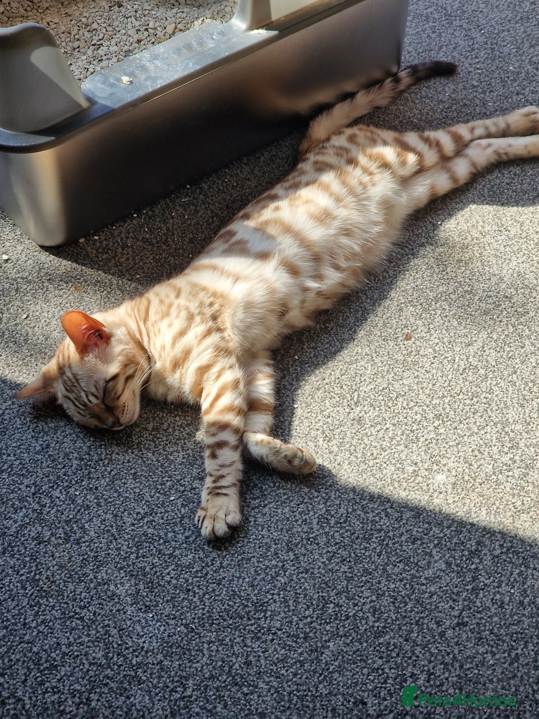 Bengal cats for sale: Pure Bengal to a loving home - Image 1
