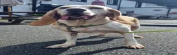 Mixed Breed dogs for adoption: Roma - Sabueso (Spanish Hound)  - Advert 5