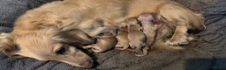 Miniature Dachshund dogs for sale: Cream Long Haired Pups KC - Advert 6
