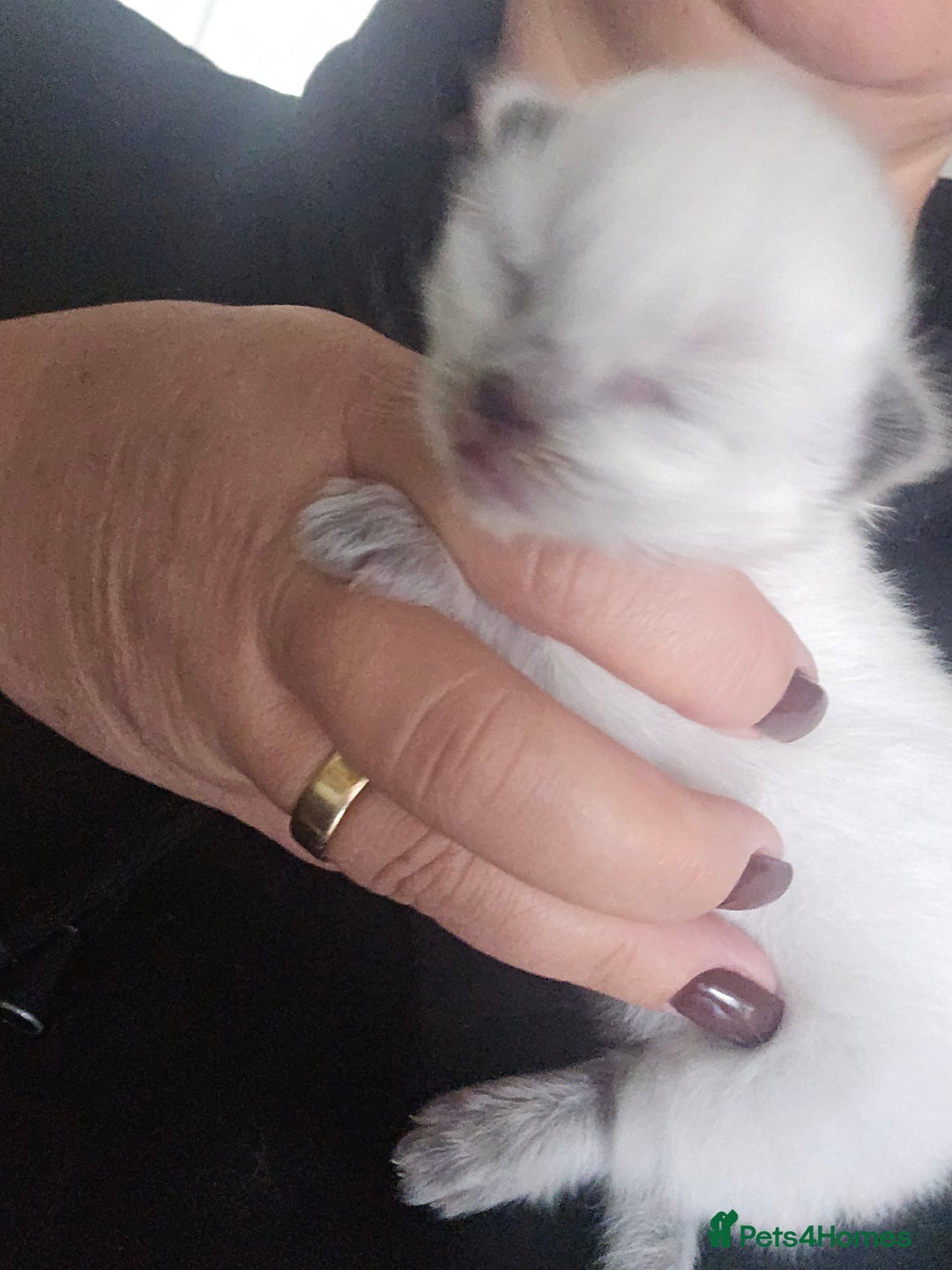 Ragdoll cats for sale: Ragdol KITTENS 😸 ♥️  - Image 18