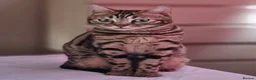 Bengal cats for sale: Stunning Bengal Kittens | TICA Registered - Advert 40