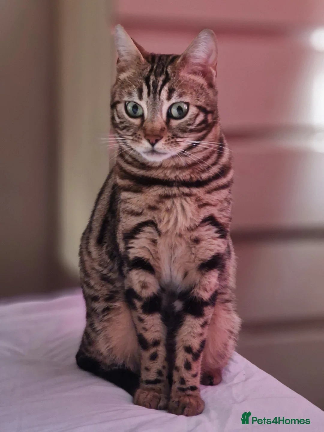 Bengal cats for sale: Stunning Bengal Kittens | TICA Registered - Advert 40