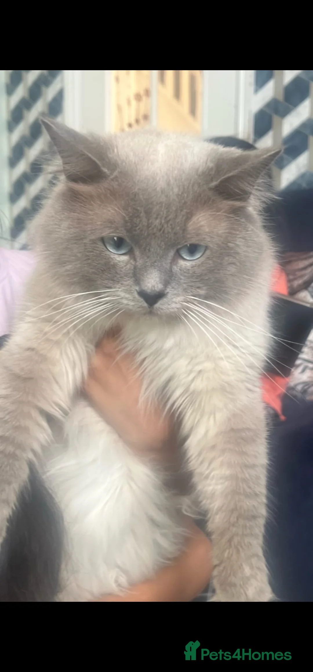 Ragdoll cats for sale: 5 Month Pure Ragdoll Girl for Sale - Advert 6