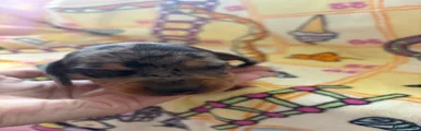 Dachshund 5
