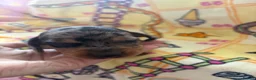 Dachshund dogs for sale: dachshund puppy for sale  - Advert 7
