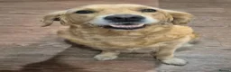 Golden Mountain Dog dogs for sale: Beautiful puppies looking for their forever homes - Advert 2