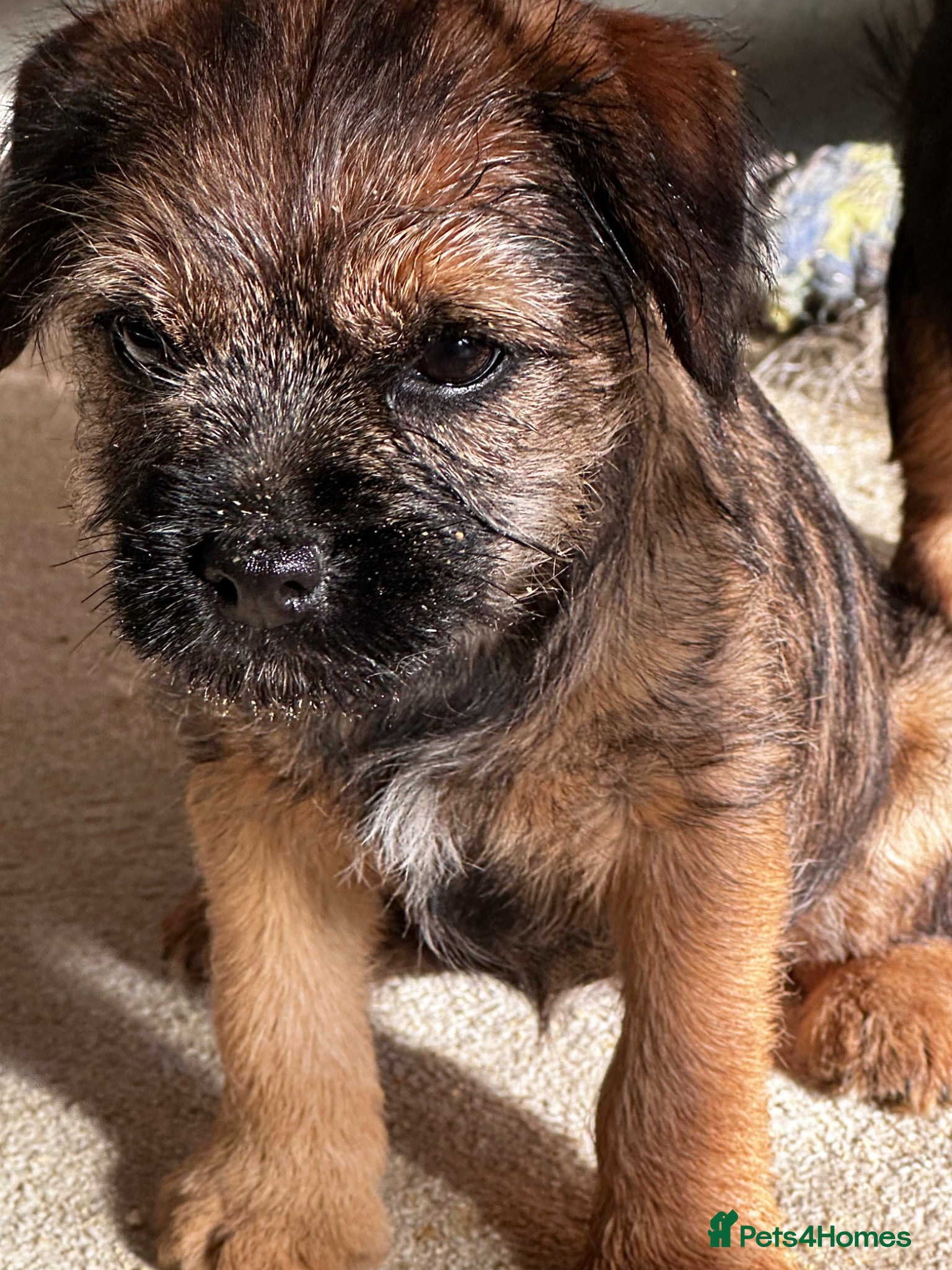 Border Terrier dogs KC Border Terrier Puppy – One Girl Available - Advert 11