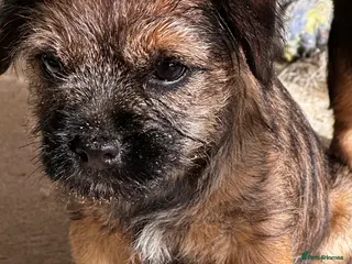 Border Terrier dogs KC Border Terrier Puppy – One Girl Available - Advert 11