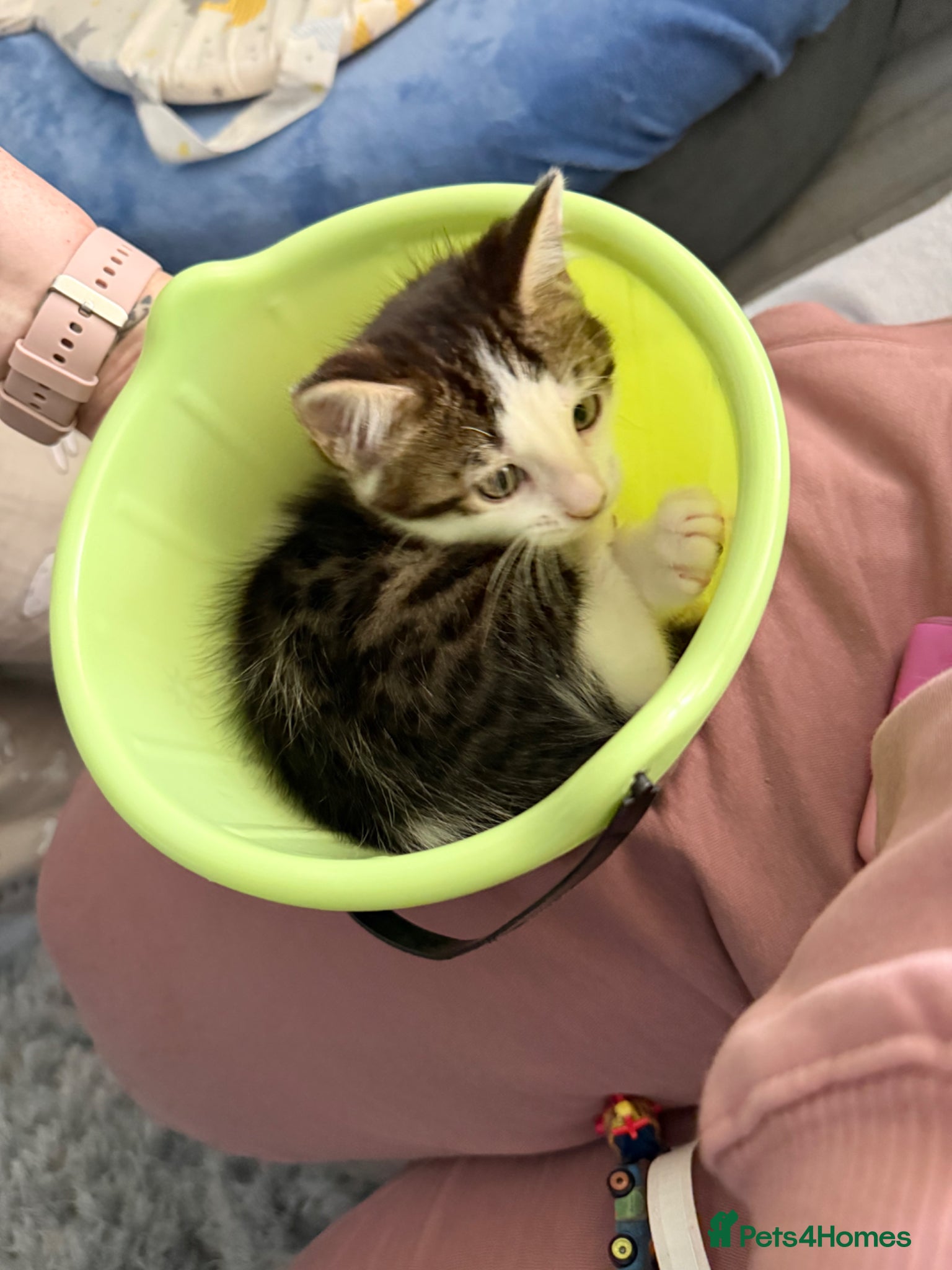 Maine Coon cats Lovely Maine coon cross bengal   - Advert 2