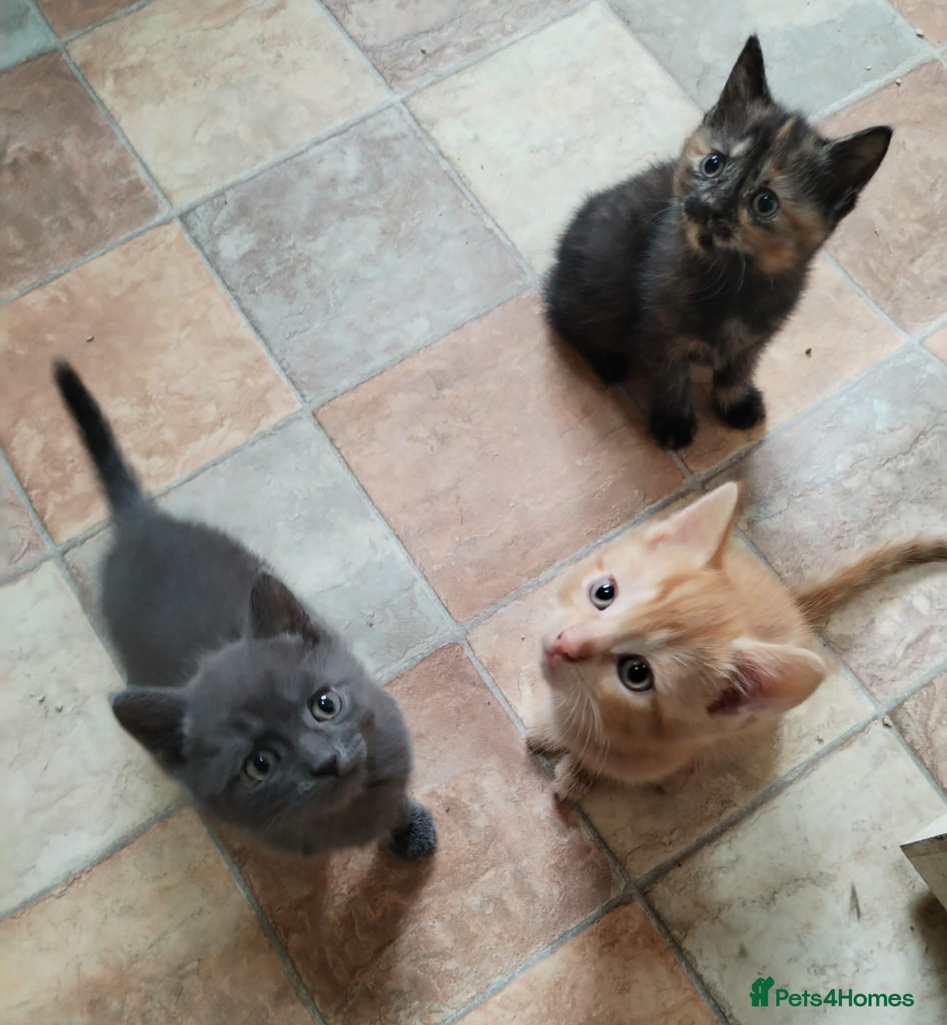 British Shorthair cats for sale: British short hair kittens in Cleckheaton - Advert 13