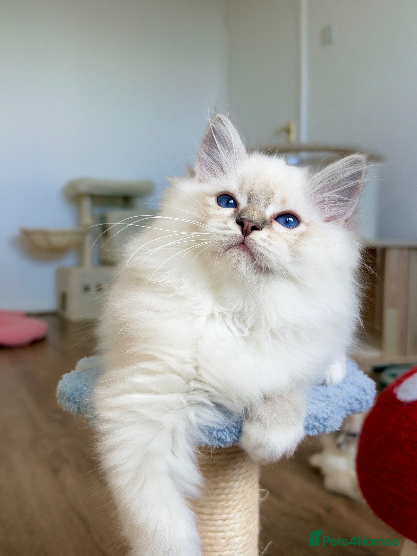 Ragdoll cats TICA Registered Blue Lynx Ragdoll 💙Deep Blue Eyes - Advert 2