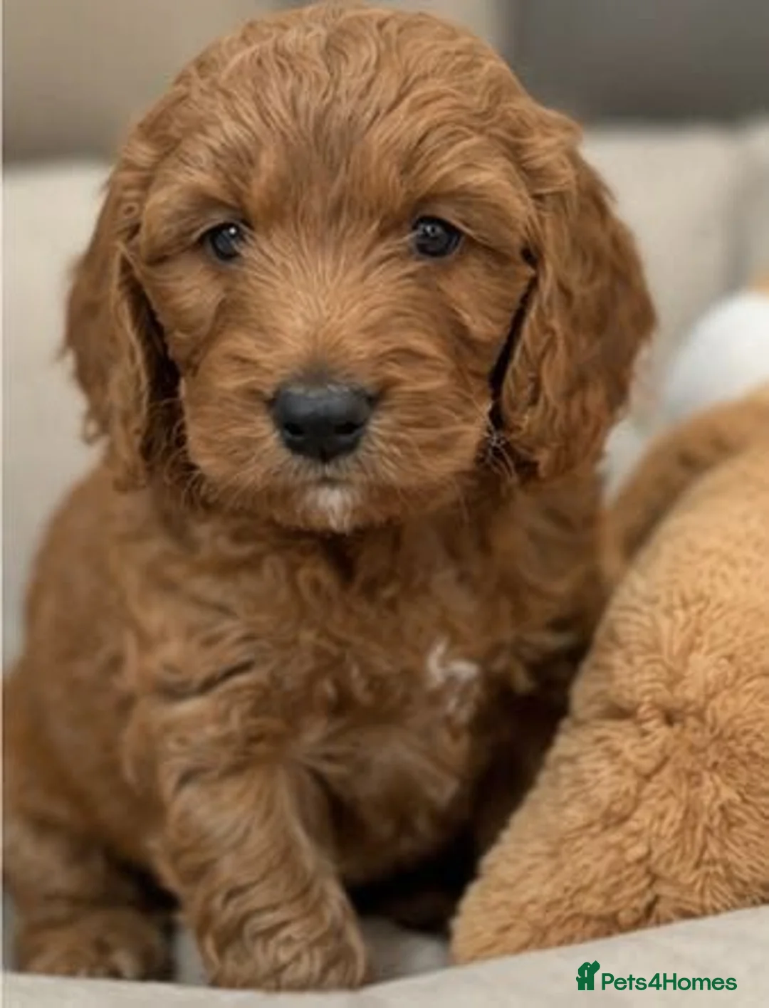 Cockapoo dogs for sale: Beautiful Cockapoo Puppies — 3 Boys, 2 Girls. in Winchester - Advert 2