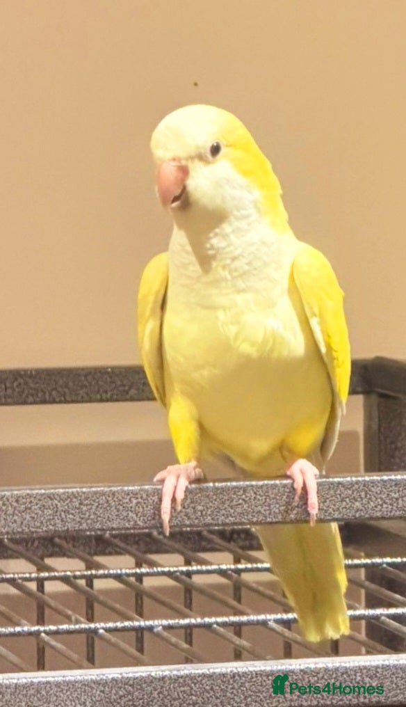 Ringnecks birds Beautiful lime Quakers parakeet 3yrs untame - Advert 6
