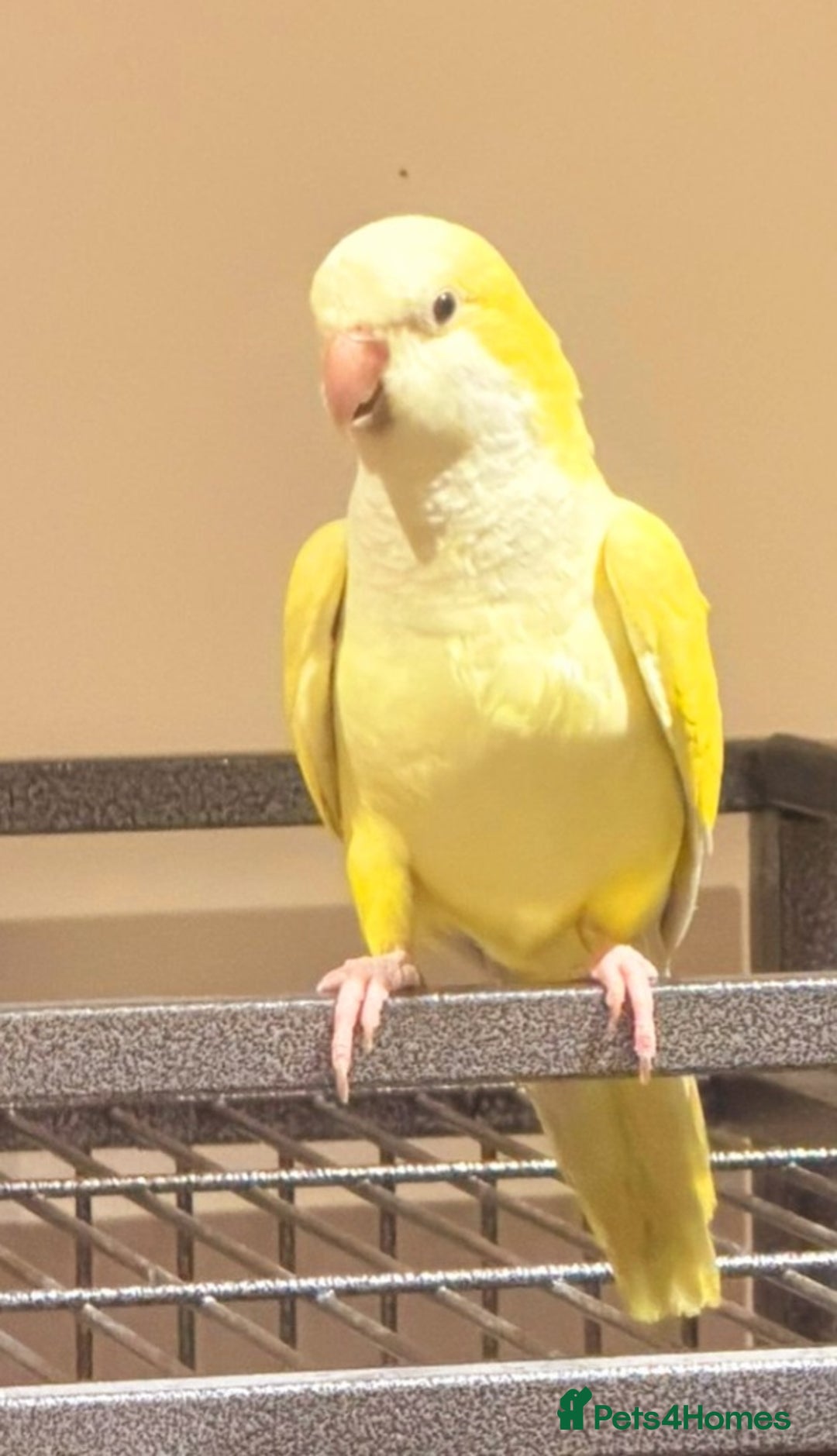 Ringnecks birds for sale: Quakers lime- blu love bird PRICE in add not free - Advert 6