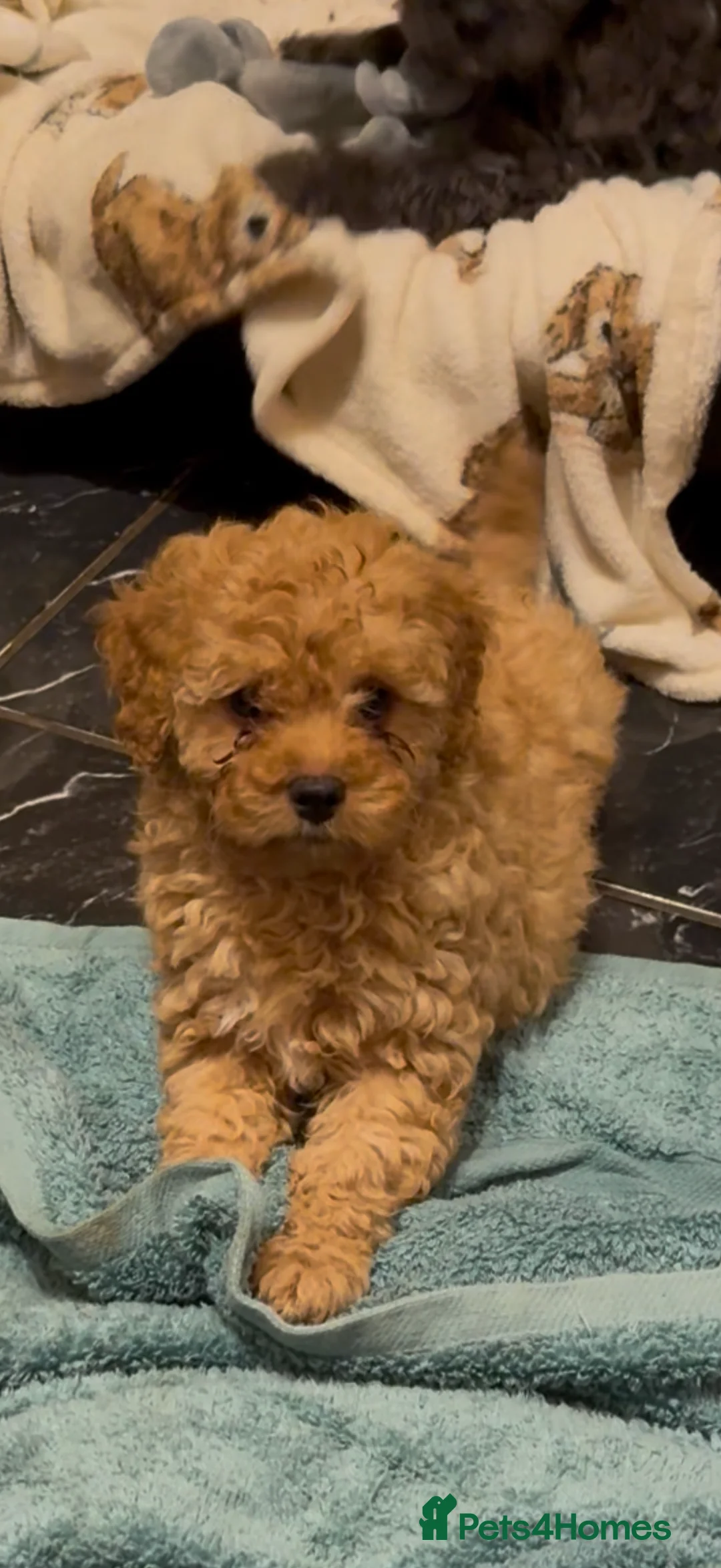 Cavapoo dogs for sale: 5 pups for sale - Advert 27