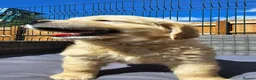 Golden Retriever dogs for sale: 3x KC golden retriever pups, ready 22nd June - Advert 12