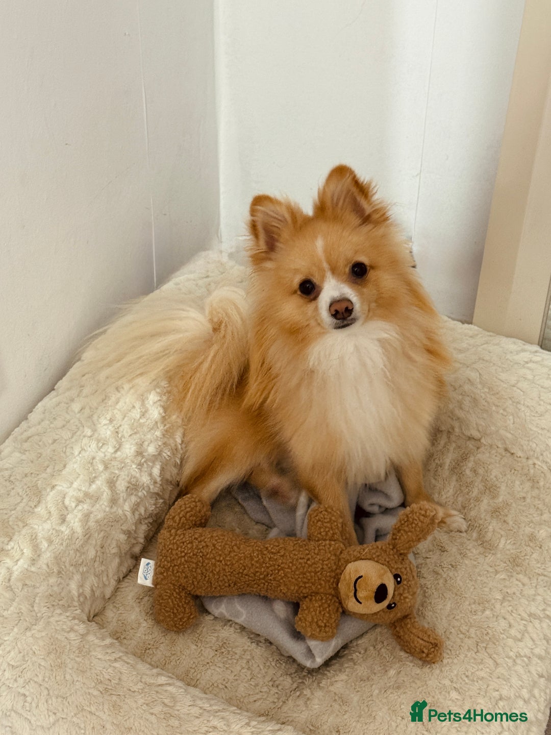 Pomeranian dogs for stud: 🐾 Miniature Foxy Type Pomeranian for Stud - Image 7