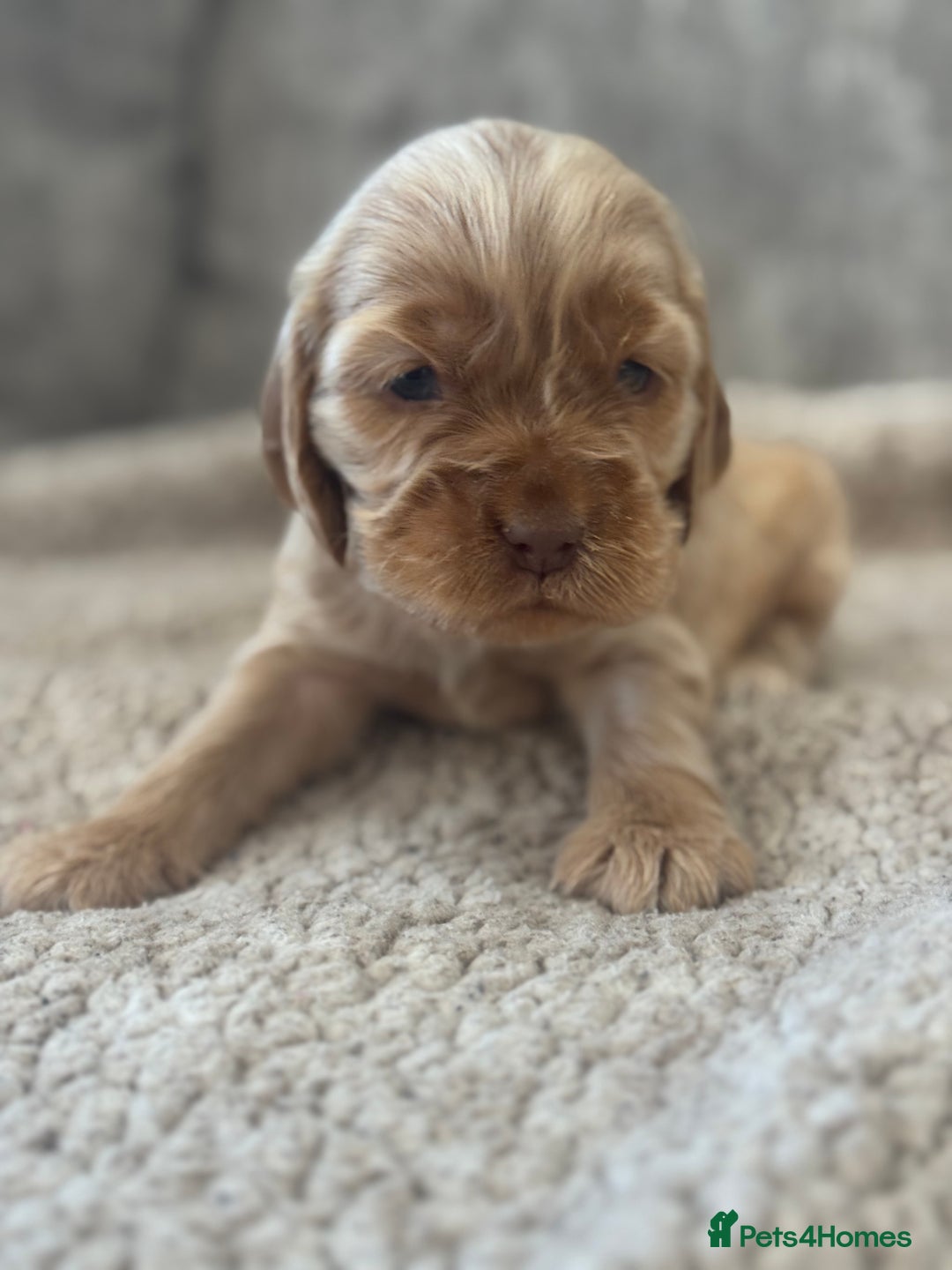 Cocker Spaniel dogs for sale: 100% SHOWTYPE KC REGISTERED HEALTH TESTED - Advert 11
