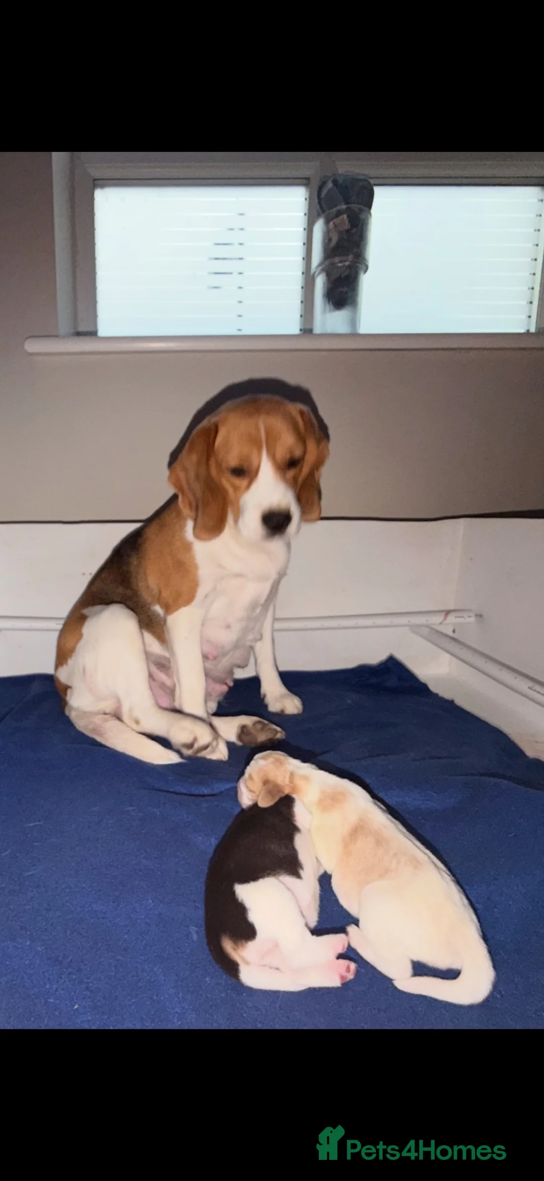 Beagle dogs for sale: Beagle pups both female 1 tri and one lemon - Advert 30