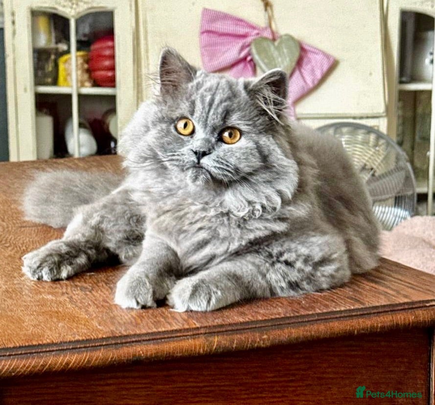 British Longhair cats Beautiful British longhair blue girl ready  - Advert 1