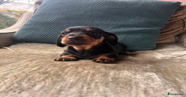 Miniature Dachshund dogs - Advert 14