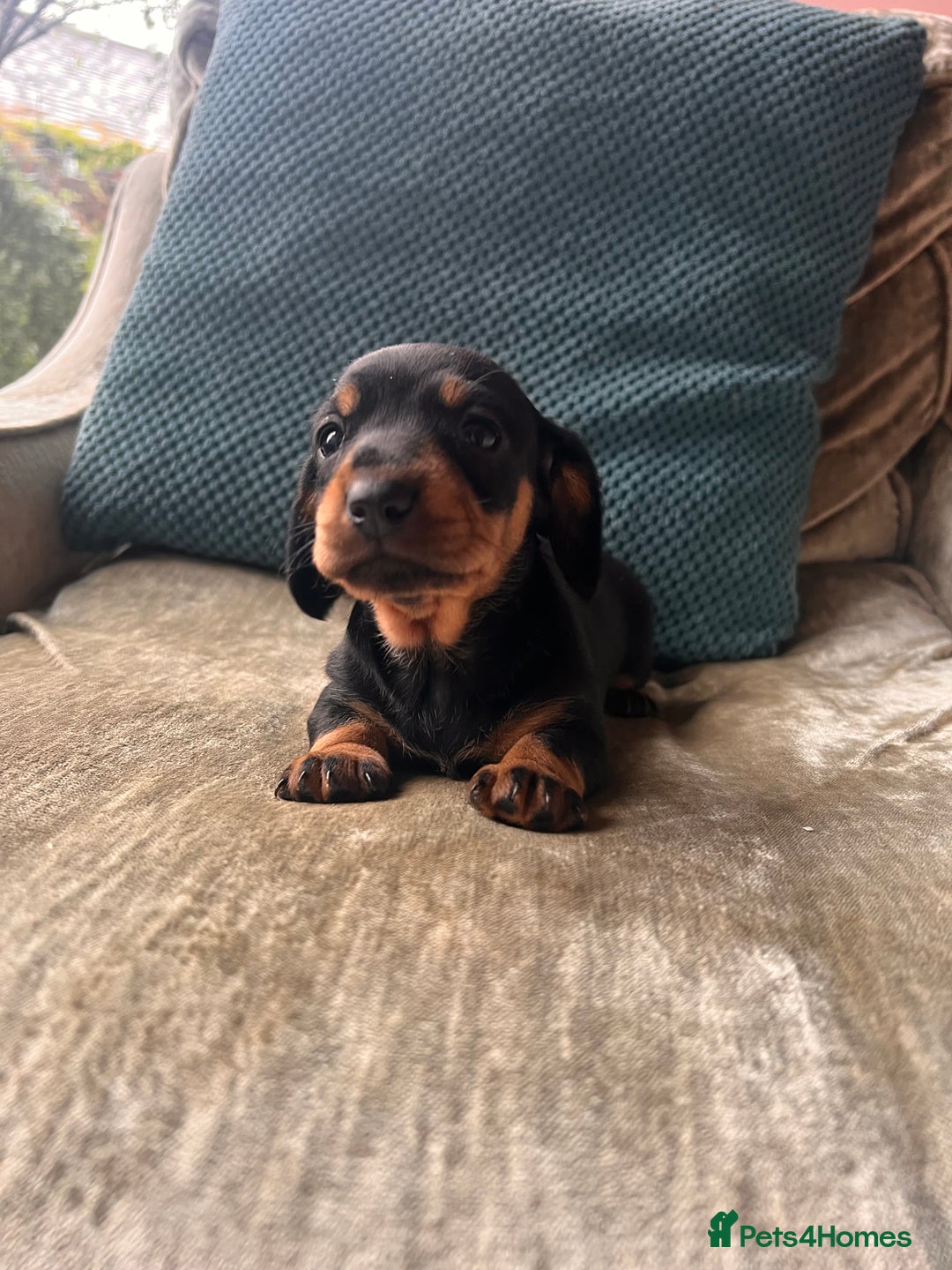 Miniature Dachshund dogs for sale: Stunning Miniature Dachshund Puppies - Image 5