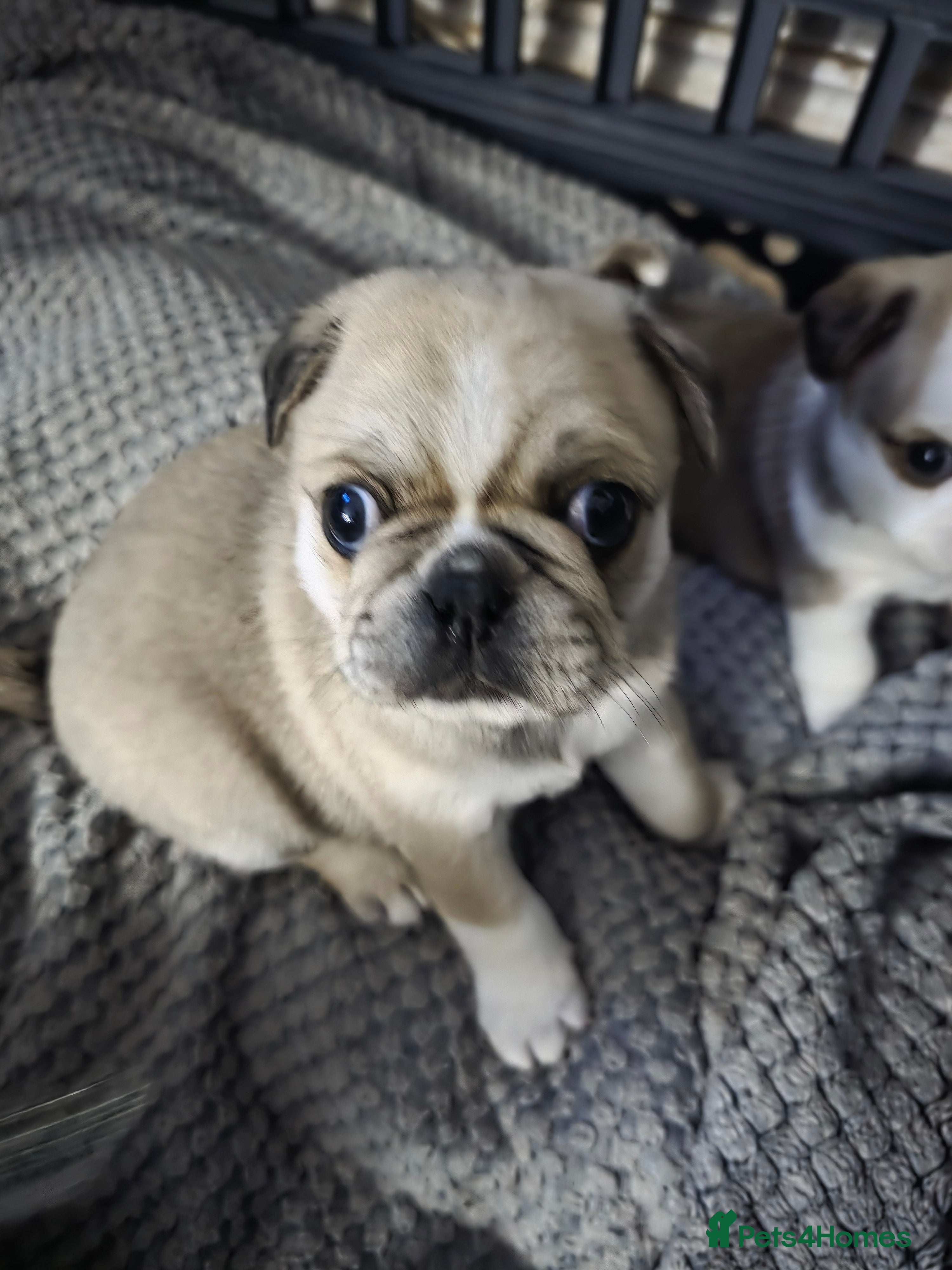 Pug dogs Kc registered rare colours  - Advert 13