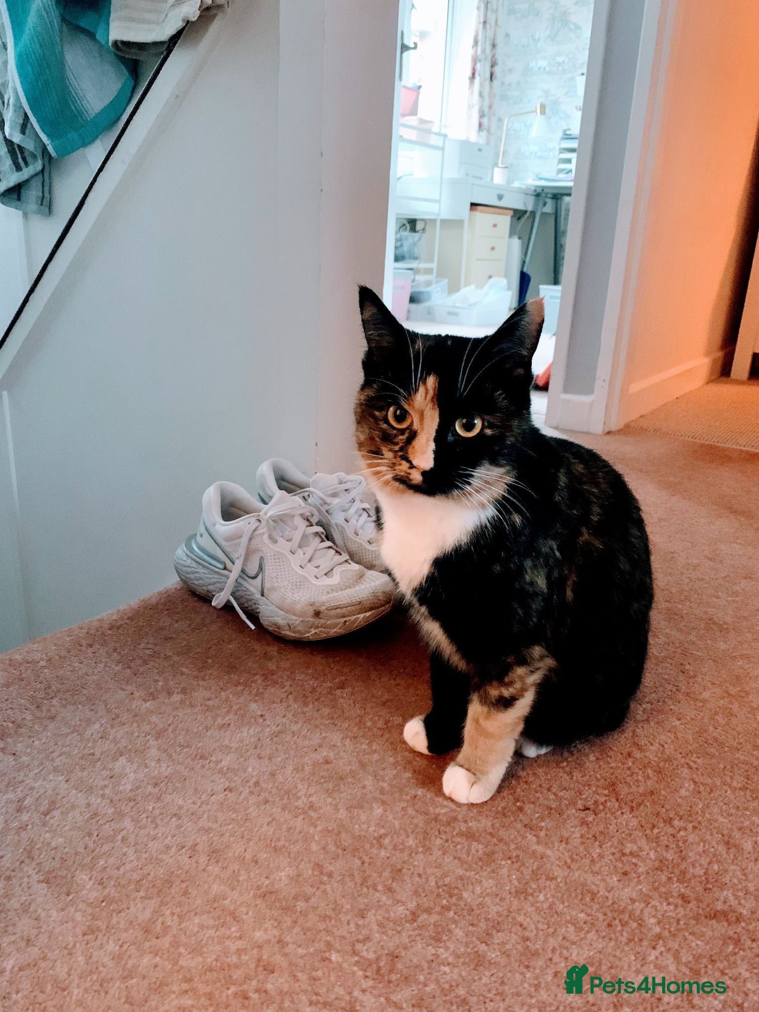 British Shorthair cats BSH Calico-Wilma age 4; spayed and vaccinated - Advert 1