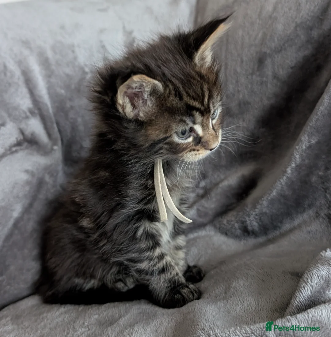 Maine Coon cats for sale: Chunky Maine Coons  - Advert 13