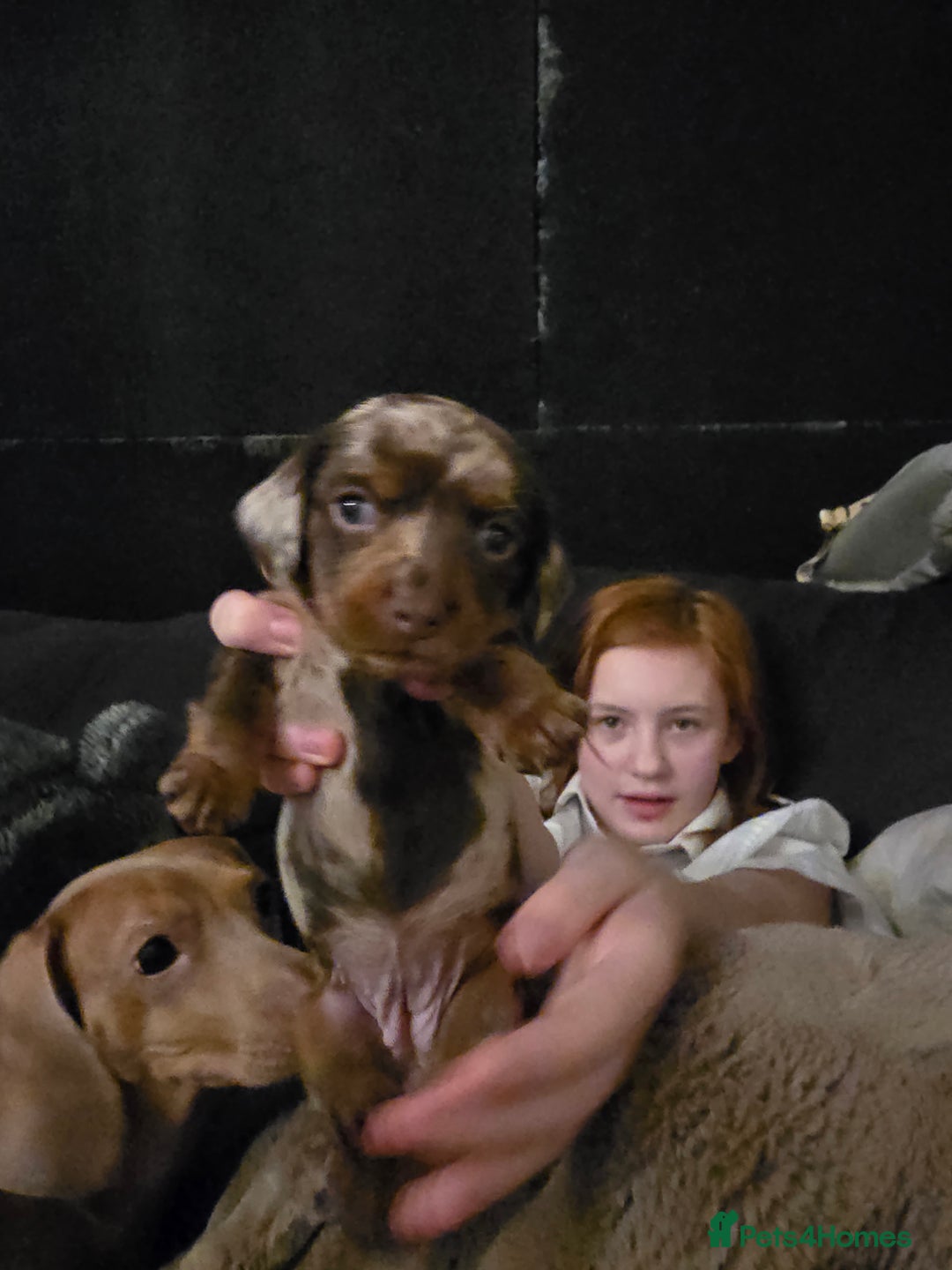 Miniature Dachshund dogs for sale: Gorgeous chocolate dapple miniature dachshunds - Advert 12