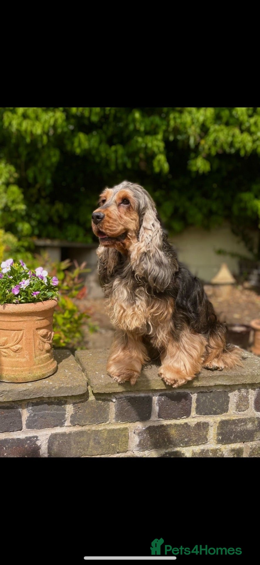 Cocker Spaniel dogs for sale: Gorgeous Show Cocker Girl  - Advert 5